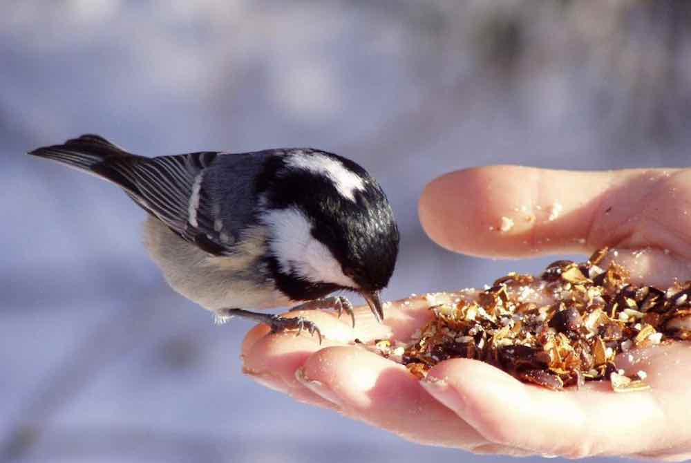 איך להאכיל ציפורים בחורף