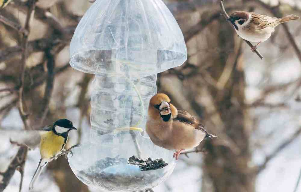 ציפורים במתקן האכלה לציפורים בחורף