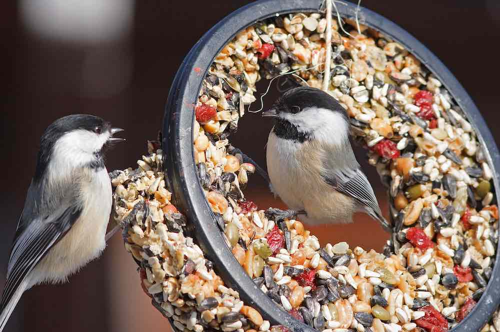 לרוב, ציפורים מוזנות בדגנים שונים.