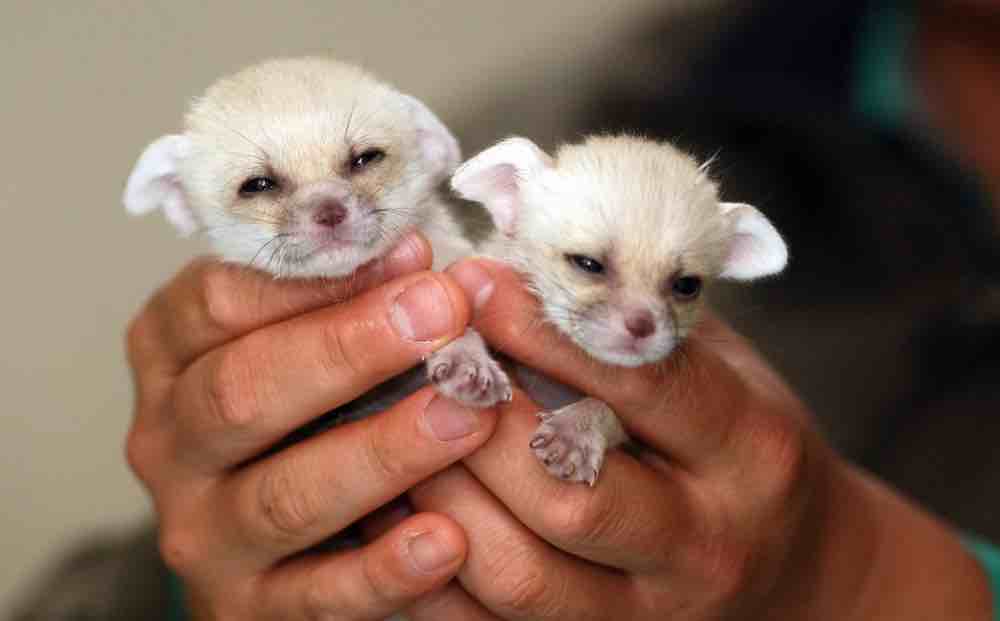 חיות אקזוטיות קטנות לדירה