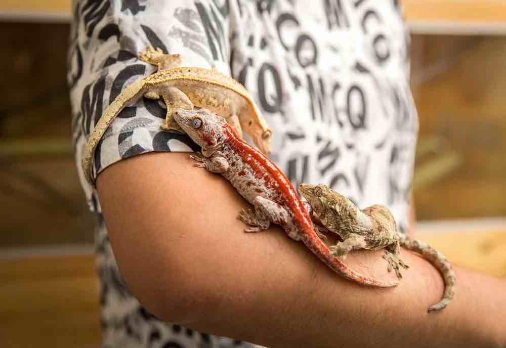 אילו חיות אקזוטיות עדיף להימנע מהן לילדים?