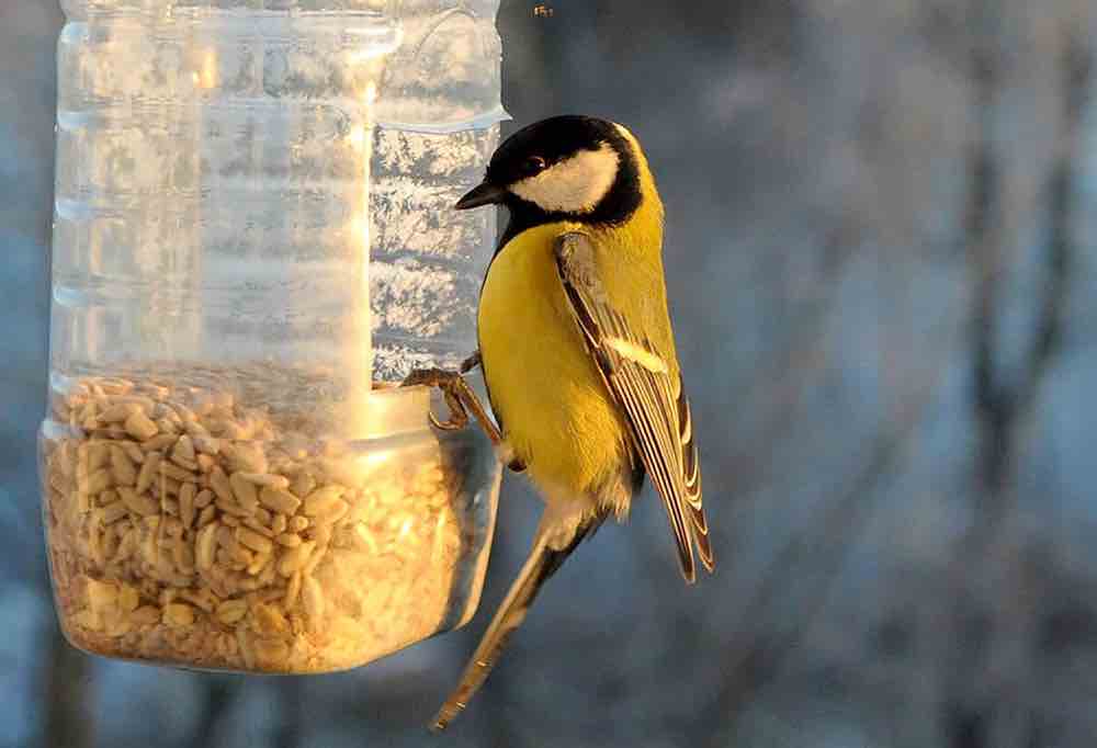 טיפים וטריקים להאכלת ציפורים