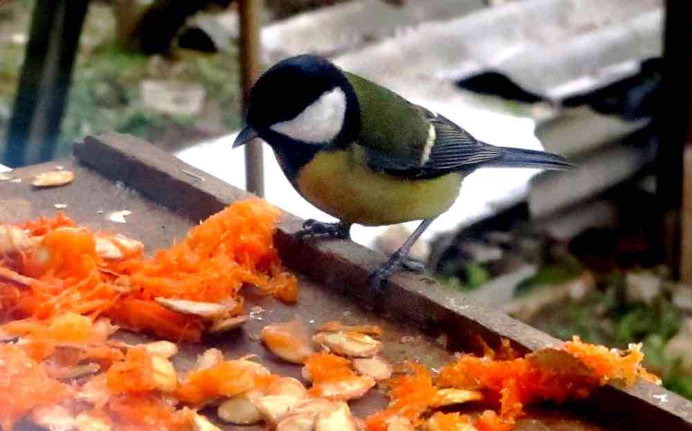 הציפור אוכלת גזרים ותפוחים פרוסים.