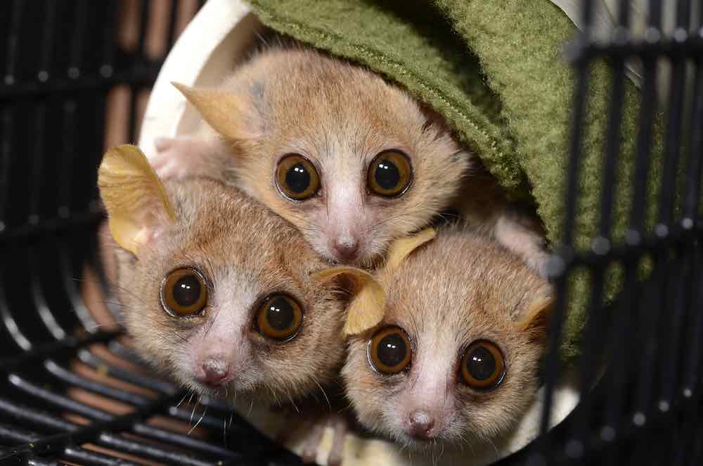 טיפים וטריקים לבחירת חיות אקזוטיות
