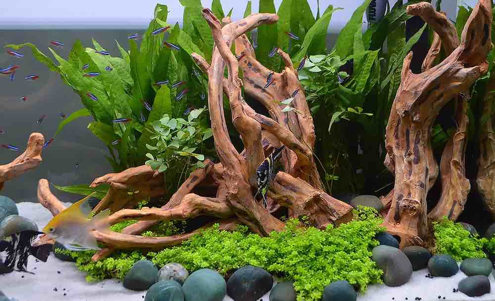 עץ סחף לאקווריום DIY