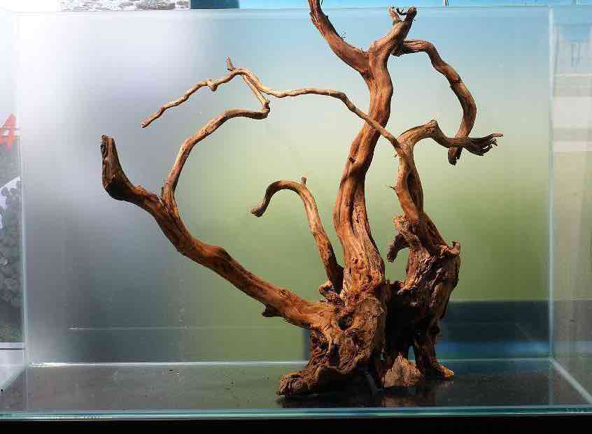 איזה סוג עץ ניתן לשים באקווריום?