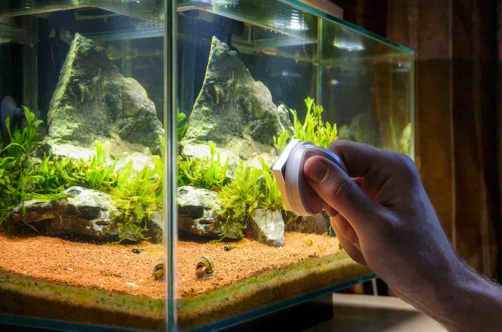 ניקוי זכוכית האקווריום
