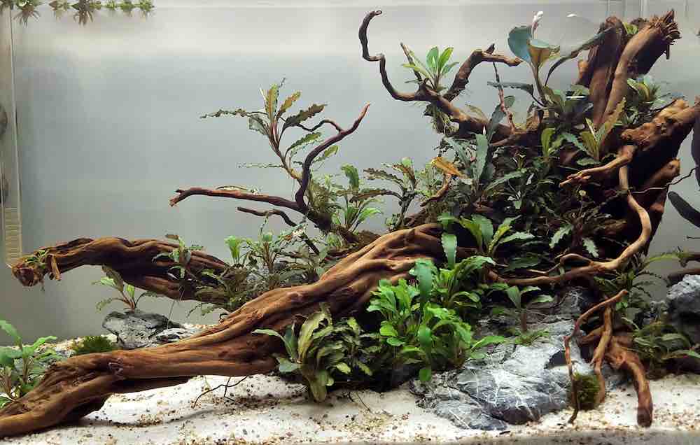 כיצד לאבטח עץ סחף באקווריום