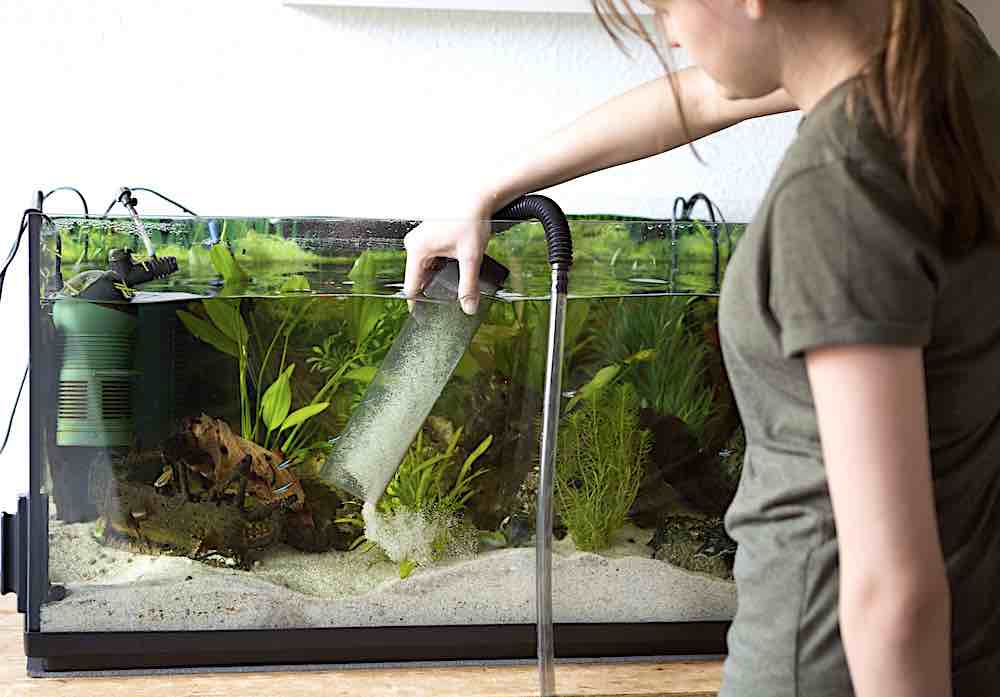 באיזו תדירות צריך לנקות את החצץ באקווריום צמחי?