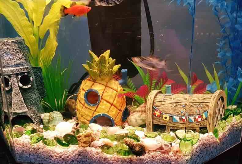 מה מותר ומה אסור לשים באקווריום?