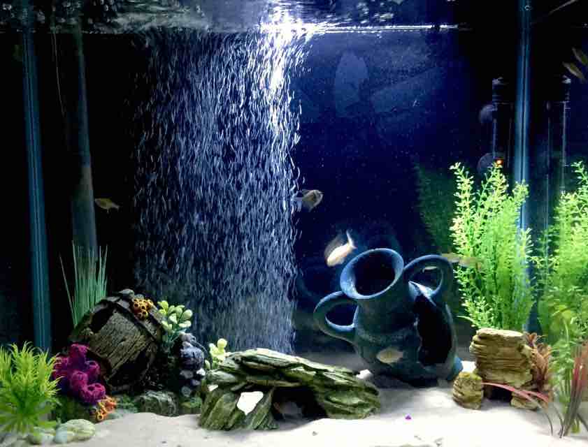 קישוט אקווריום