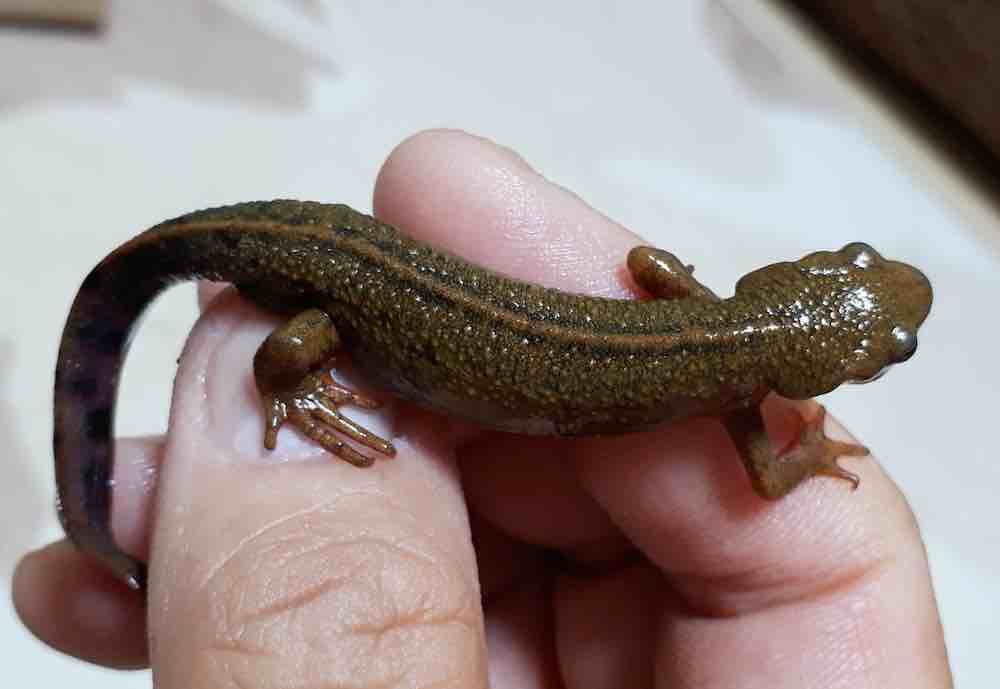 מוזרויות של שמירה על טריטון בבית