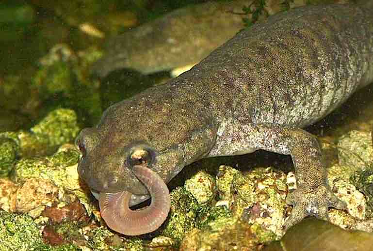 מה אוכלים טריטונים באקווריום?