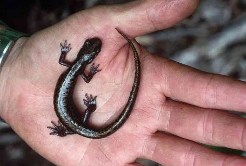 ביקורות ממגדלי טריטונים