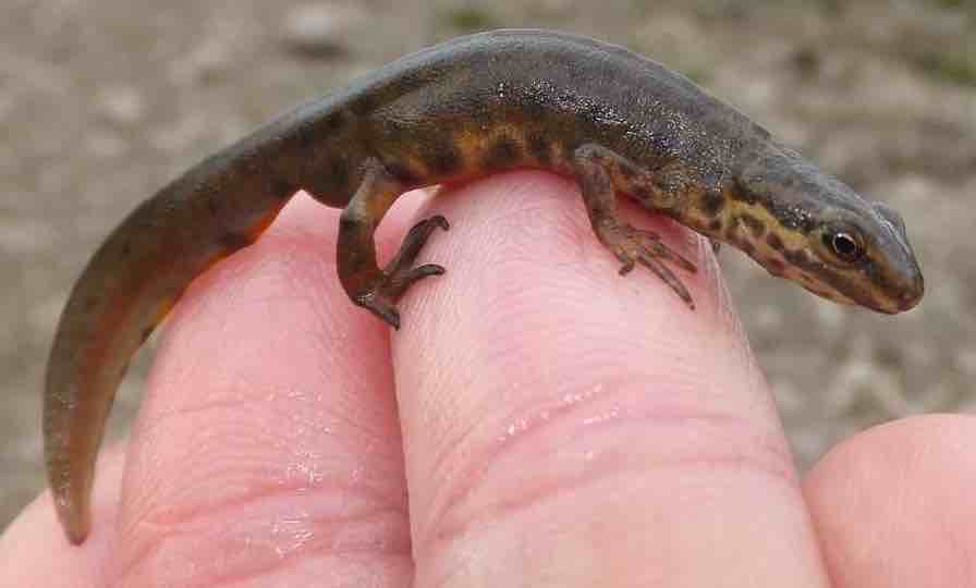 כמה זמן חי טריטון בבית?