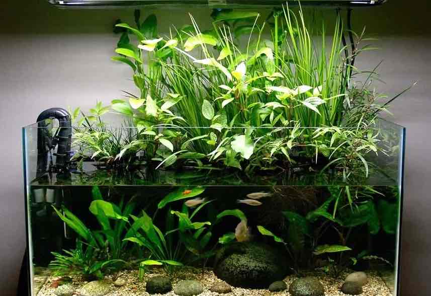 צמחי מים באקווריום