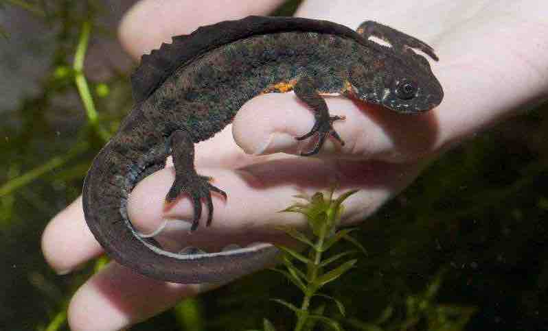 טיפים וטריקים לטיפול בטריטון