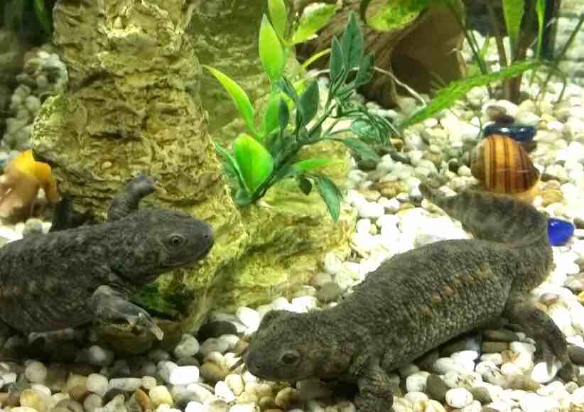 תנאי שמירה עבור טריטון מחמד