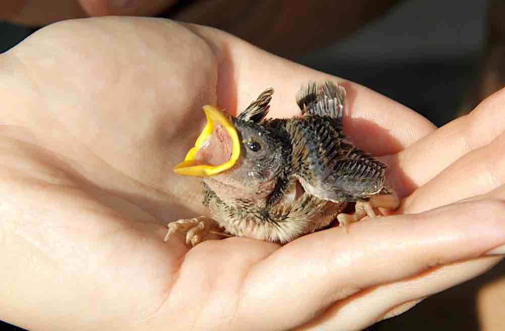 מה להאכיל אפרוח שנפל מהקן