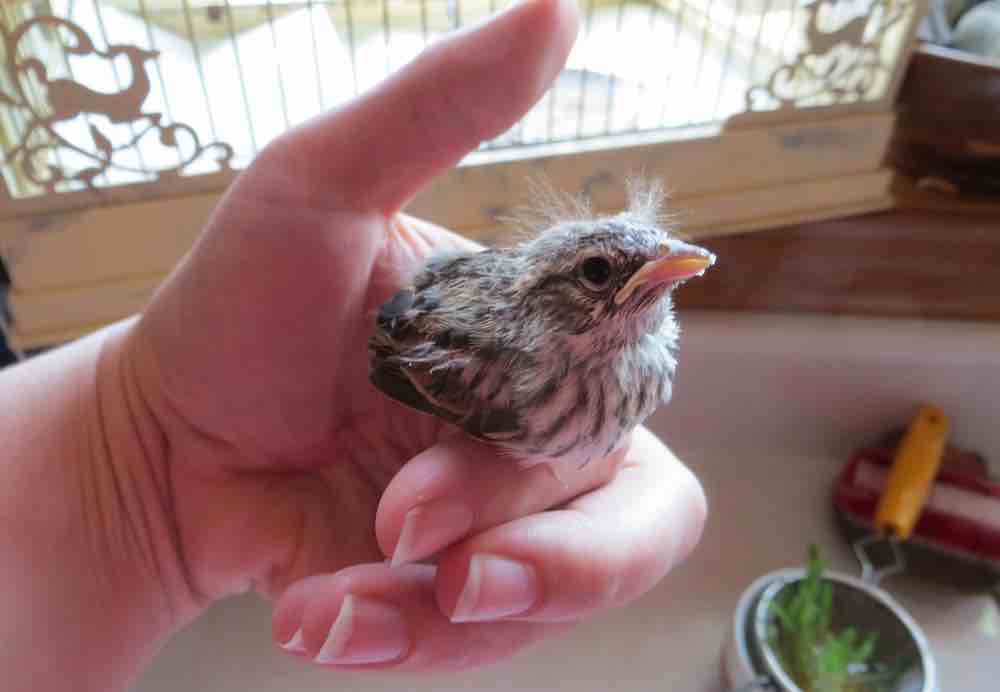 מוזרויות של טיפול ביתי באפרוחים שנפלו