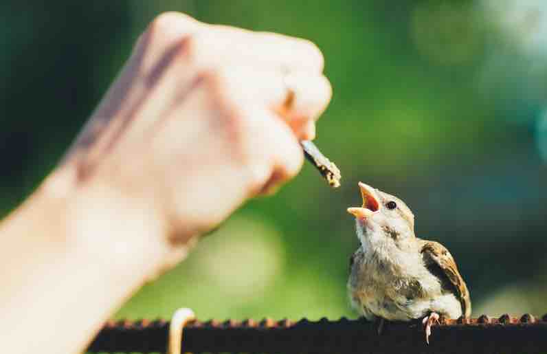 מה להאכיל אפרוח