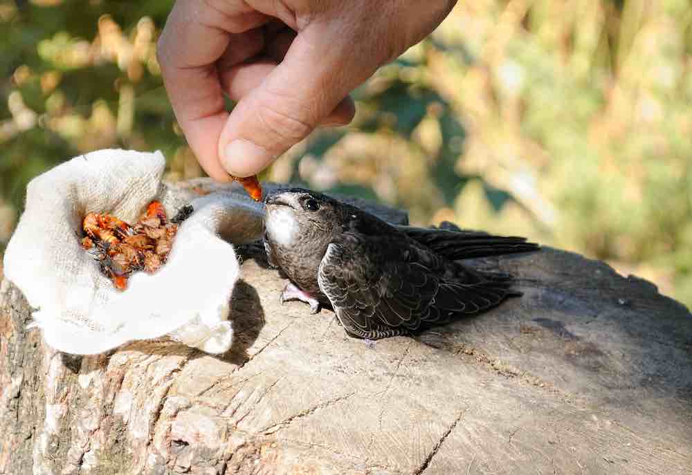 מה לא כדאי להאכיל אפרוח