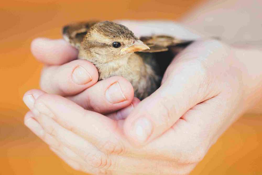טיפים וטריקים לגידול אפרוח