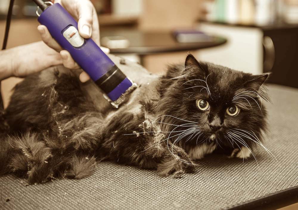 איך לגזור את שיער החתול בצורה נכונה בעזרת קוצץ שיער