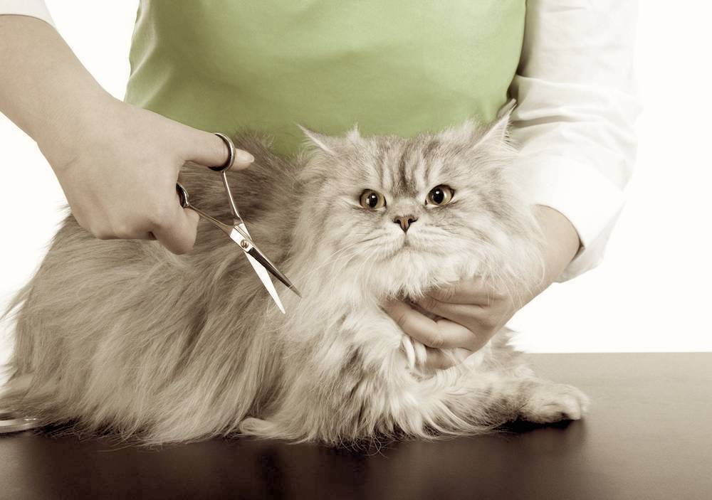 האם אפשר לגזור שיער של חתולים?