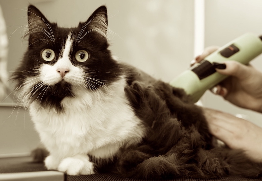 איך לגזור שיער לחתול בבית בעזרת קוצץ שיער