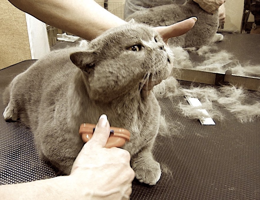 איך לגזור לחתול שיער אם הוא לא נותן לך