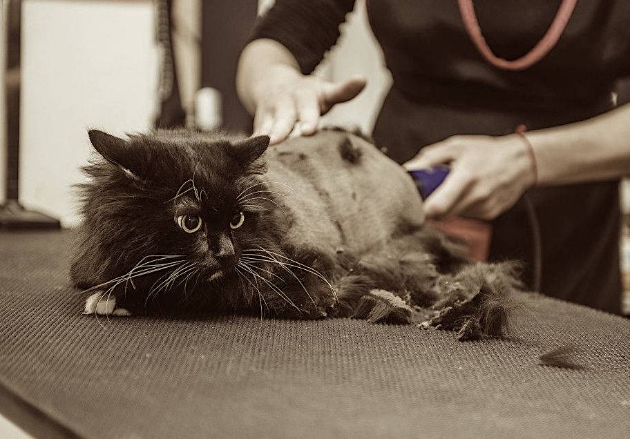 טיפים וטריקים לגזירת שיער החתול שלכם