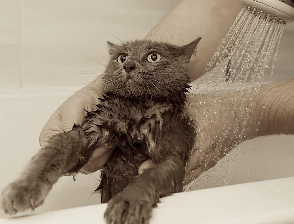 לרחוץ את החתול לפני החיתוך