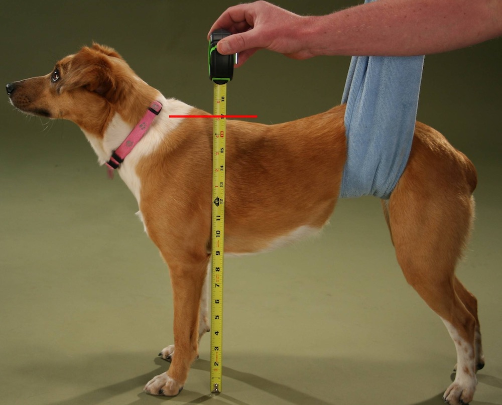 איך למדוד כלב בצורה נכונה