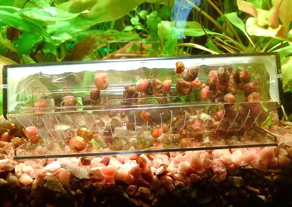 איך להוציא חלזונות מאקווריום