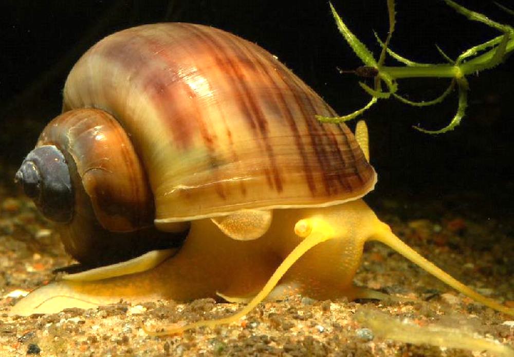 אילו סוגי חלזונות קיימים באקווריום?