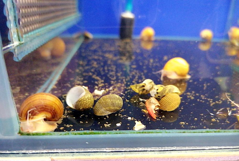 תפקידי חלזונות באקווריומים