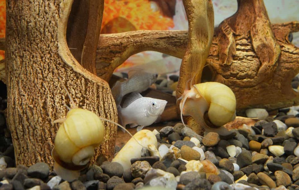 איך להוציא חלזונות מאקווריום