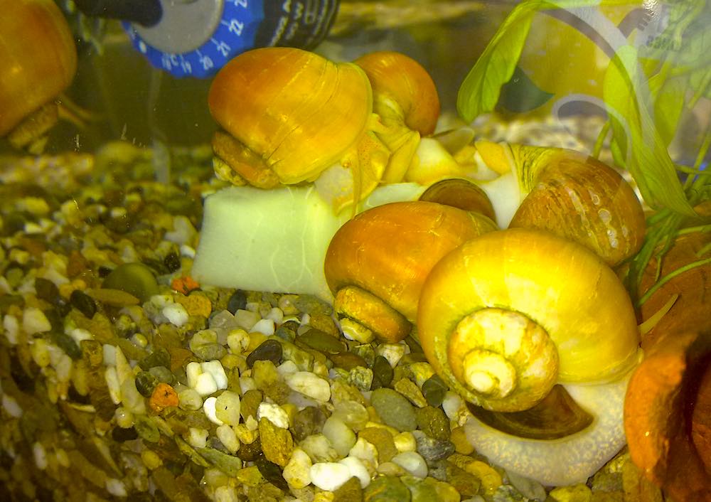 חלזונות באקווריומים: טיפים וטריקים