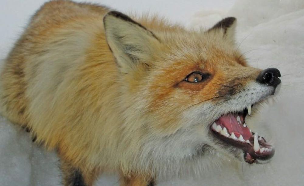 סימני כלבת אצל שועל