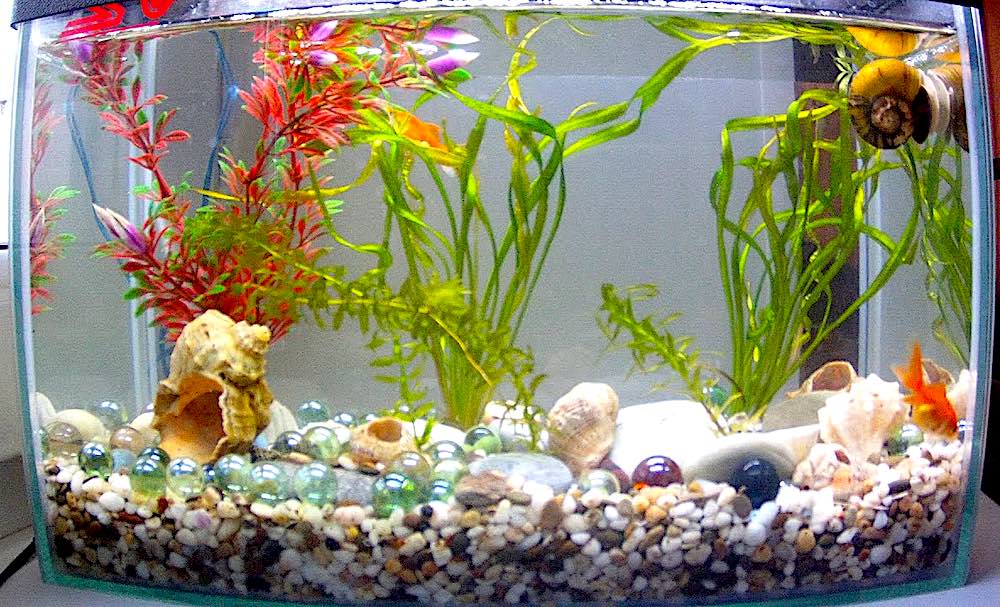 מה עוד אפשר לשמור באקווריום?