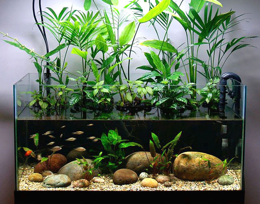 איזה סוג דגים ניתן להוסיף לדגי אקווריום?