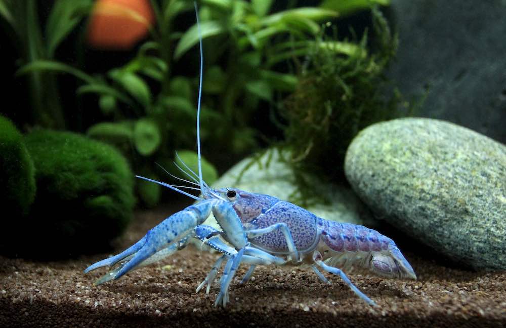 מה אפשר לשמור באקווריום בלי דגים?