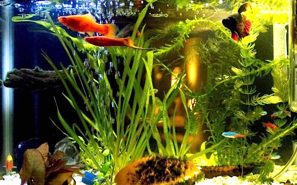 למי לא כדאי לחיות יחד באקווריום?