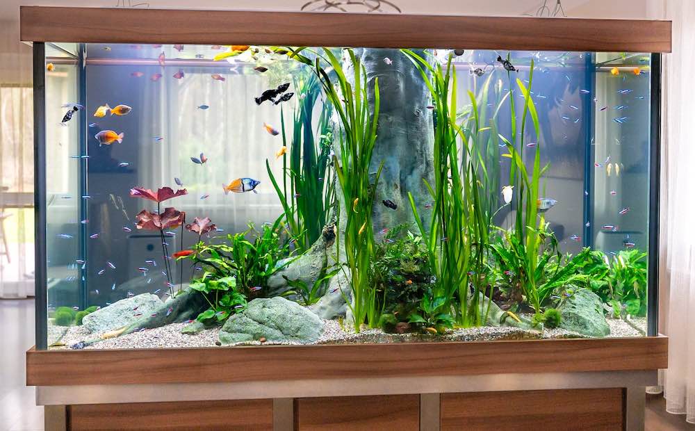 טיפים וטריקים לבחירת שוכני אקווריום