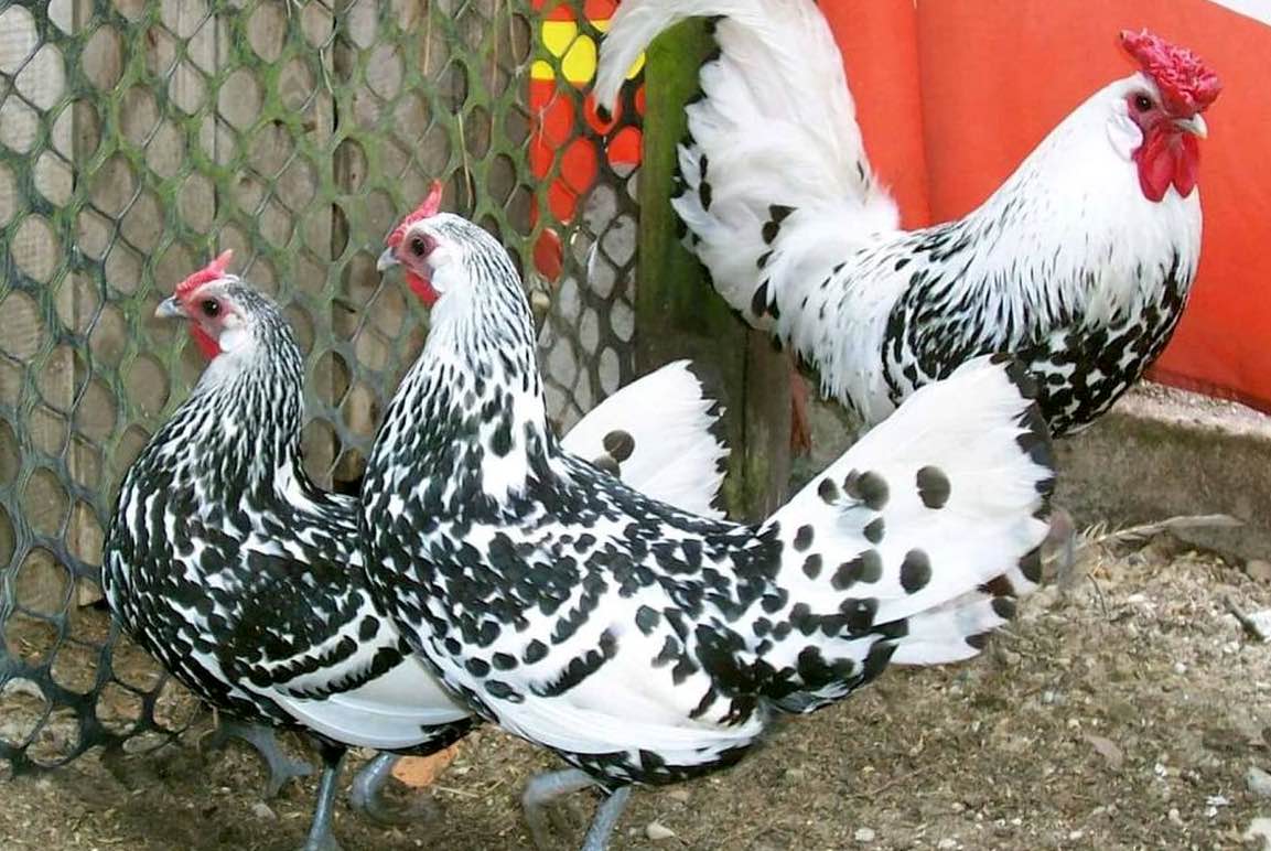 גזעי תרנגולות נוי