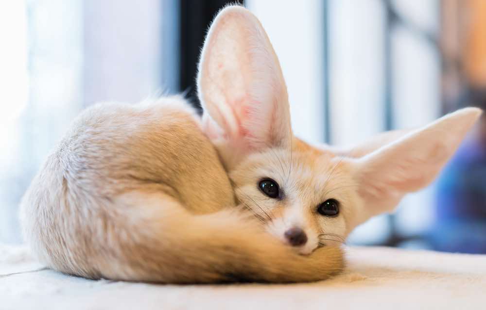 שועל פנק מקומי