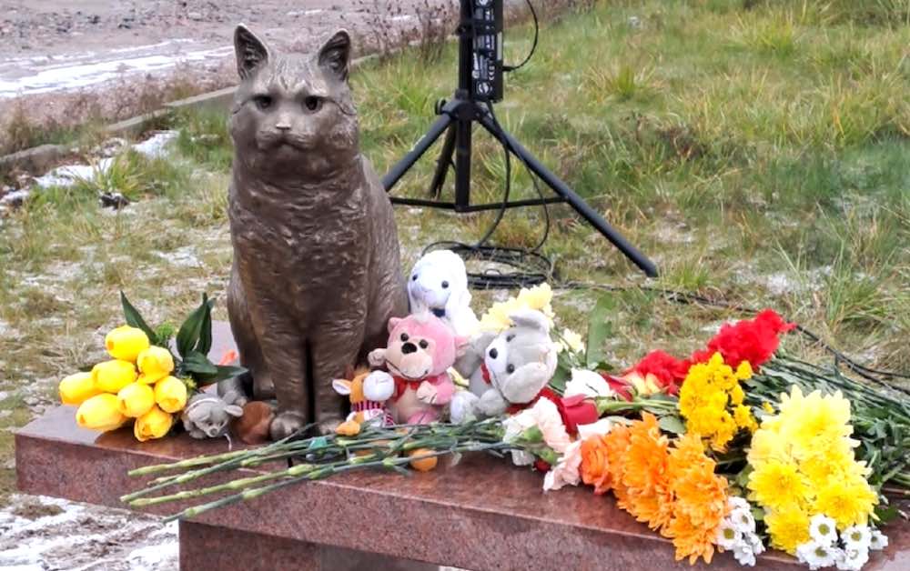 איך לקבור חתול בצורה נכונה