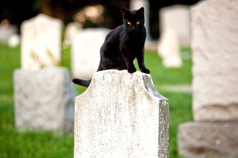 לקבור חתול בעצמך