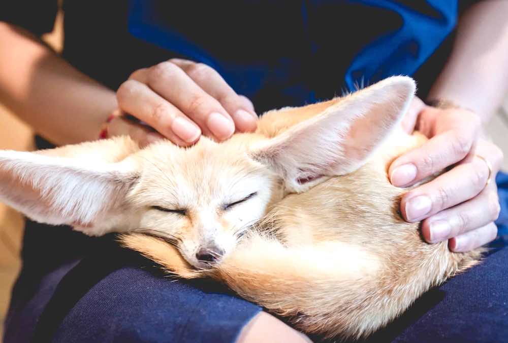 שועל פנק בבית